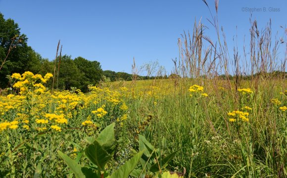 Environmental Jobs