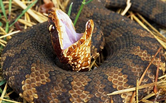 Cottonmouth Snake