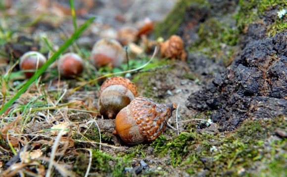 Acorns at Cook Park on