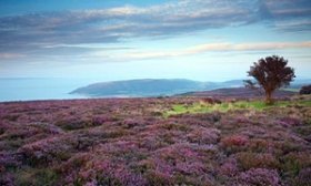 Porlock Common and Bossington Hill Exmoor National Park Somerset England UK