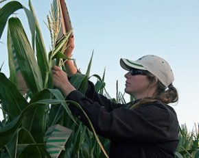 UC Davis Ranked No. 1 In World For Ag