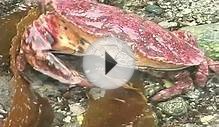 Crabs: IslandWood Naturescapes Series, Teacher Resources