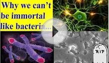 Science Journal: Why human can’t be immortal, what make