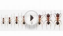 Scientists Double The Size Of Ants