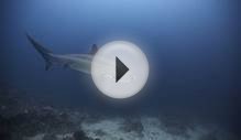 The Thresher Shark Research and Conservation Project